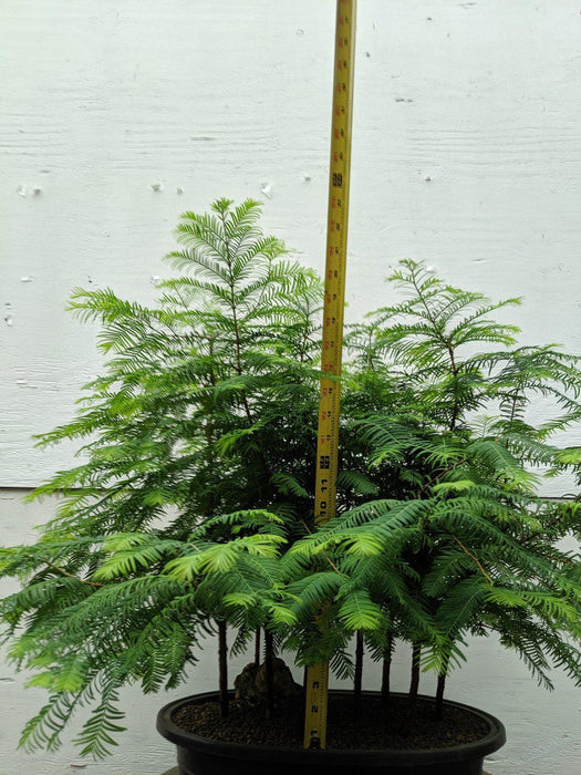 Redwood Forest One Of A Kind Bonsai Tree Size
