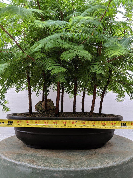 9 Tree Redwood Forest One Of A Kind Bonsai Tree Size