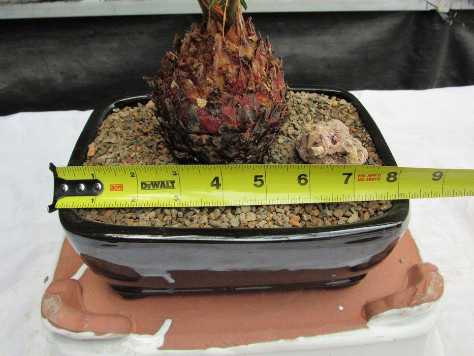 Sago Palm Bonsai Tree Size