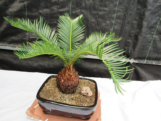 parlor palm bonsai Sago Palm Bonsai Tree