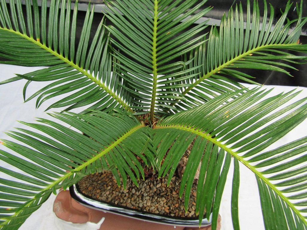 Sago Palm Bonsai Tree Top