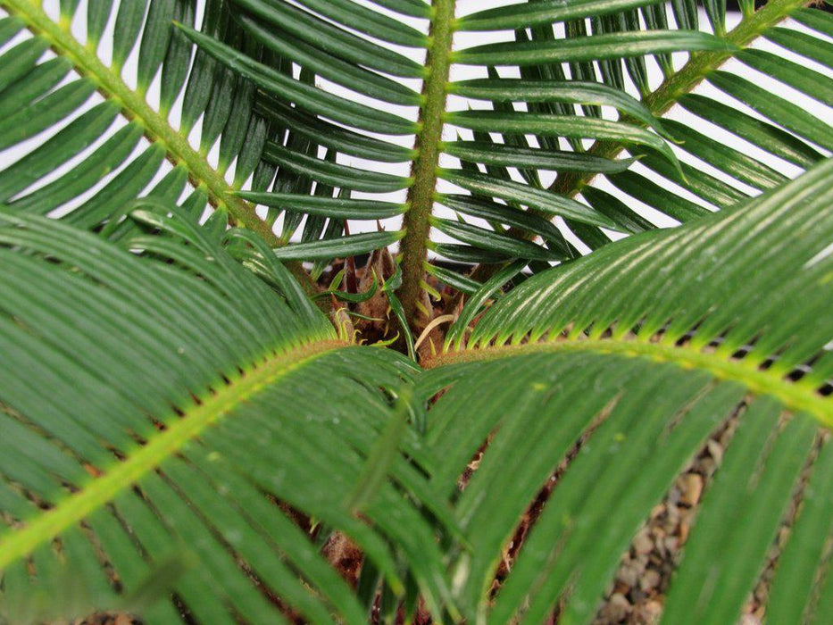 Sago Palm Bonsai Tree Foliage