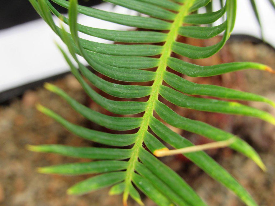 Sago Palm Bonsai Tree Leaf