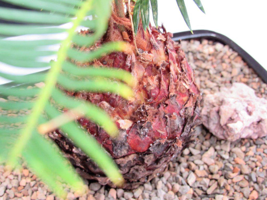 sago palm bonsai tree Sago Palm Bonsai Tree