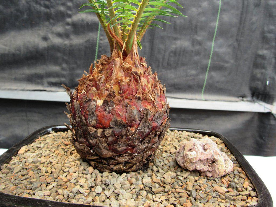 date tree bonsai Sago Palm Bonsai Tree