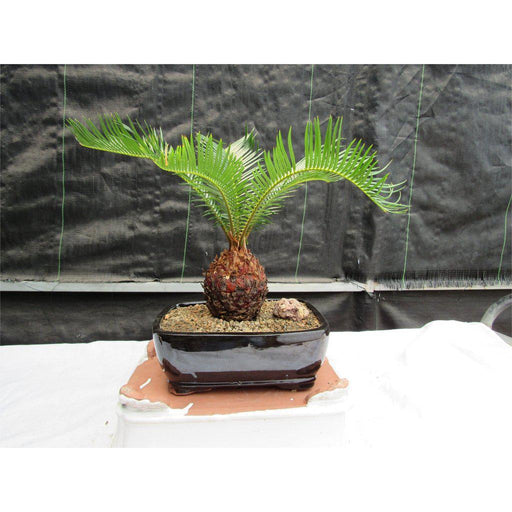 Sago Palm Bonsai Tree