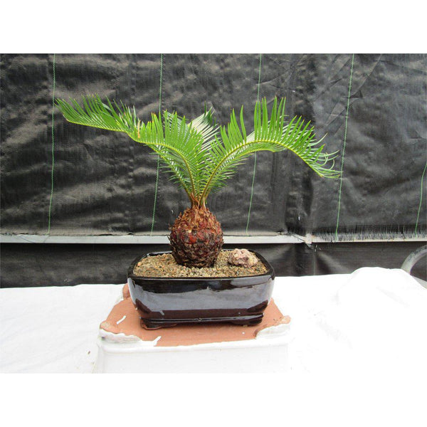 bonsai palm tree Sago Palm Bonsai Tree