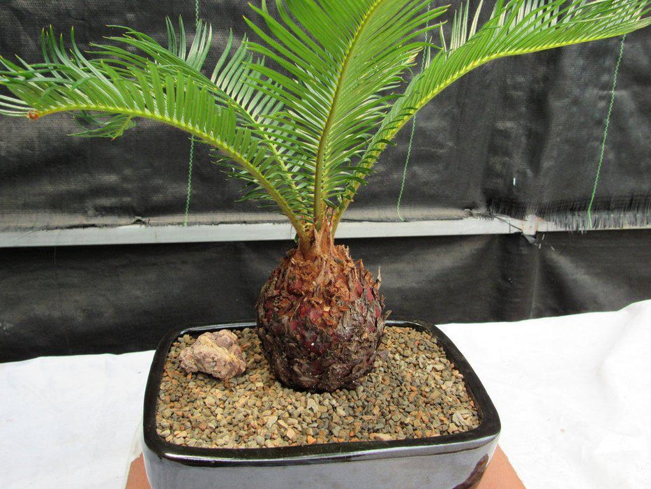Sago Palm Bonsai Tree Back