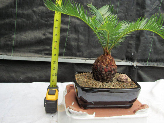 sago bonsai palm tree care Sago Palm Bonsai Tree