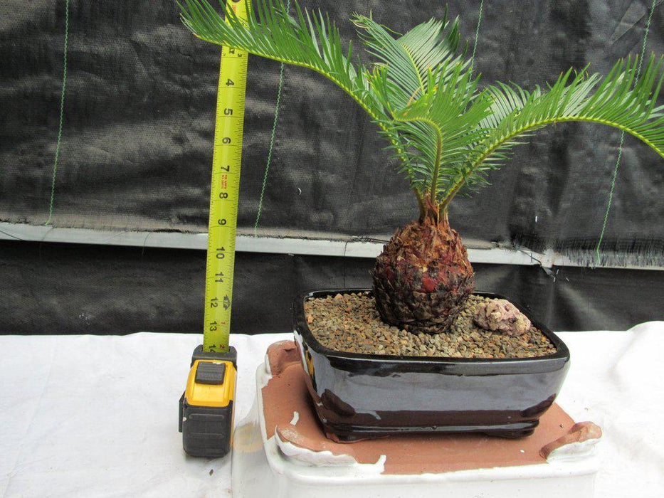 Sago Palm Bonsai Tree Height