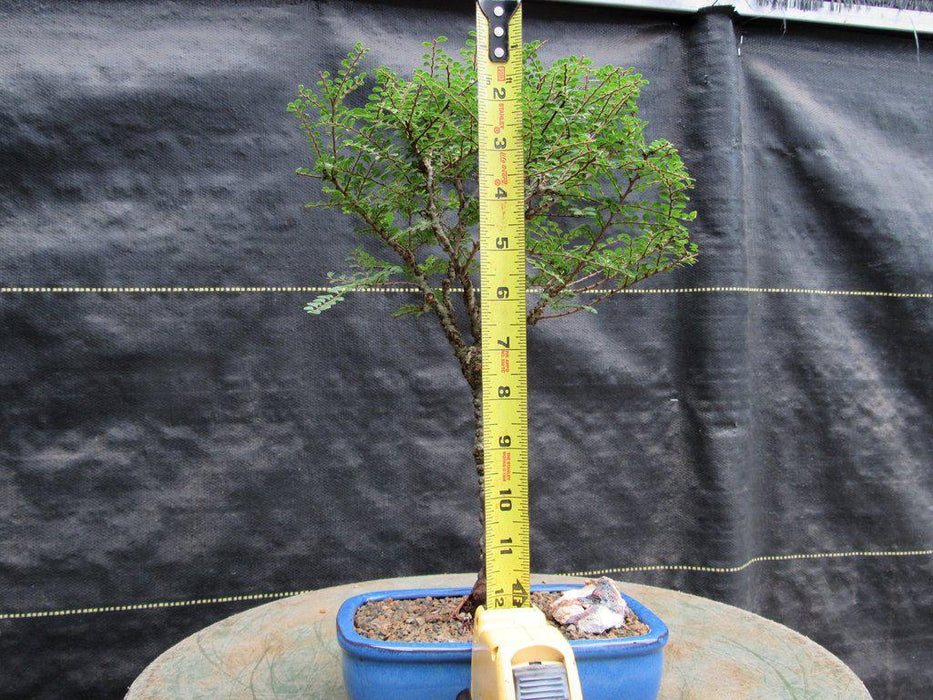 Seiju Elm Bonsai Tree Size