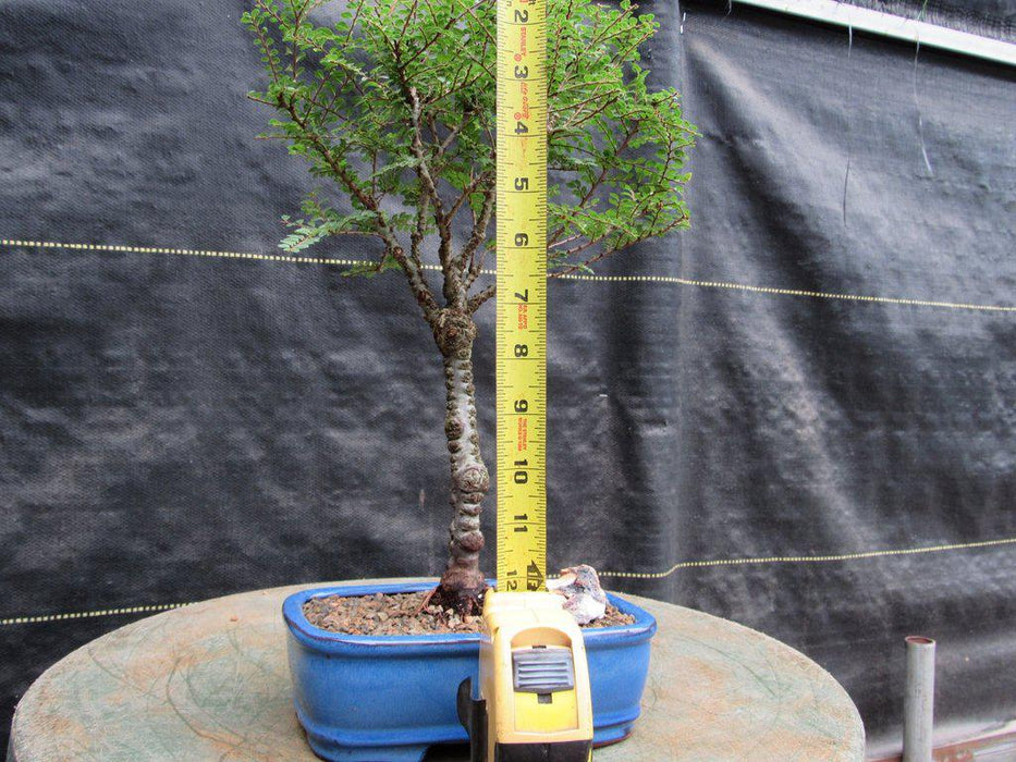 Seiju Elm Bonsai Tree Size Alt