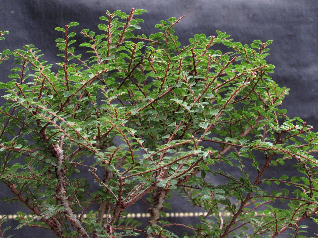 Seiju Elm Bonsai Tree  Foliage