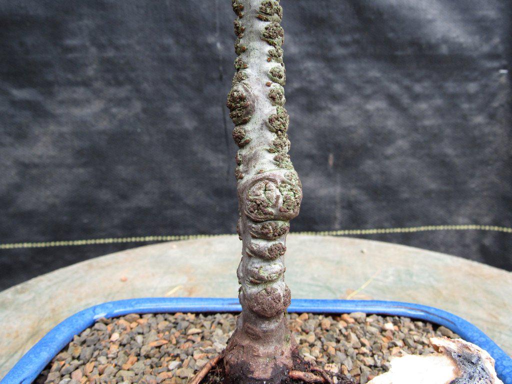 Seiju Elm Bonsai Tree Bark