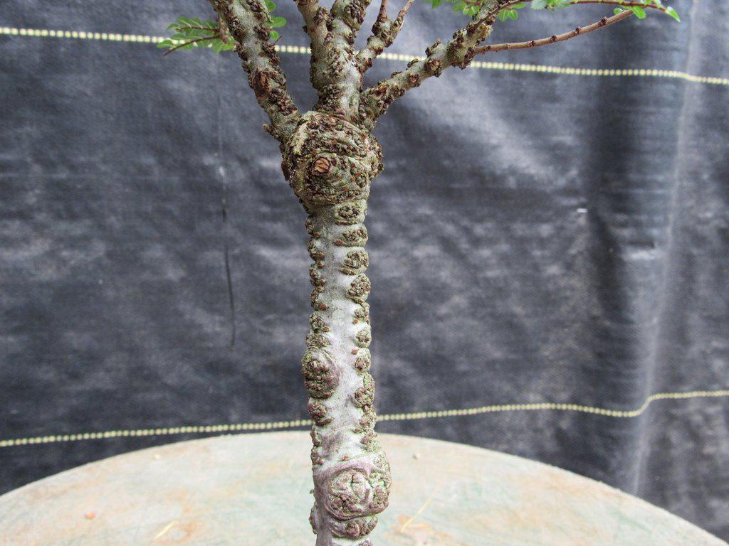Seiju Elm Bonsai Tree Cork Bark