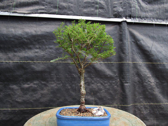 wegmans bonsai tree Seiju Elm Bonsai Tree