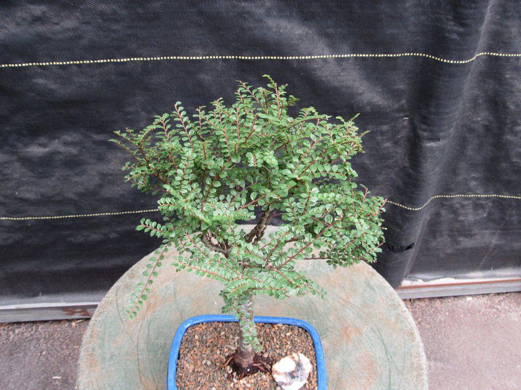 Seiju Elm Bonsai Tree Top