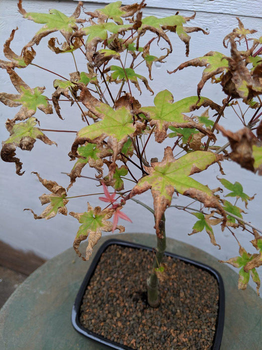 Shindeshojo Red Japanese Maple Bonsai Tree