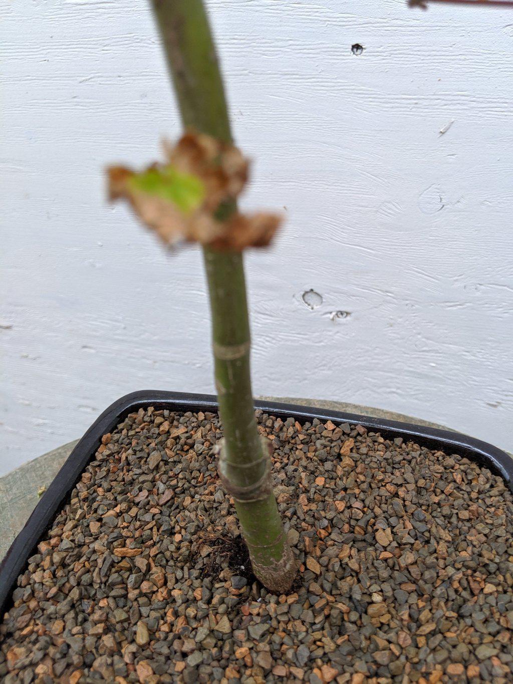 Shindeshojo Red Japanese Maple Bonsai Tree Trunk