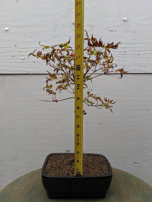 Shindeshojo Red Japanese Maple Bonsai Tree Size