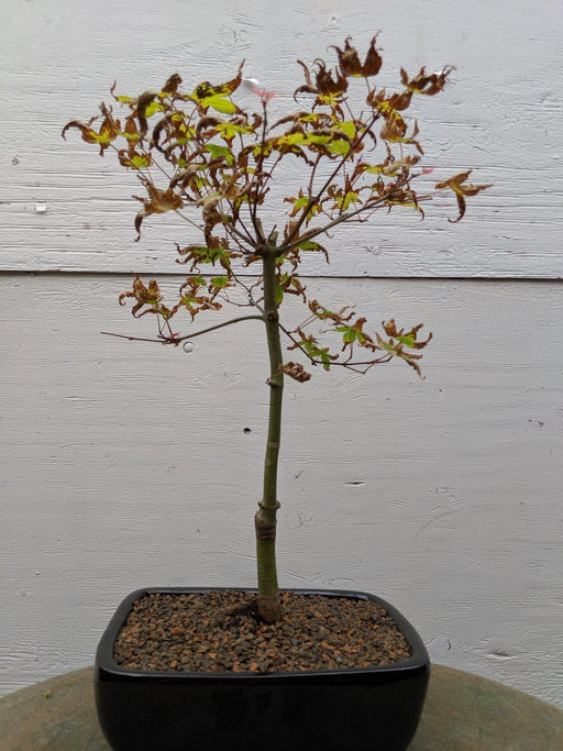 Shindeshojo  Red Japanese Maple Bonsai Tree