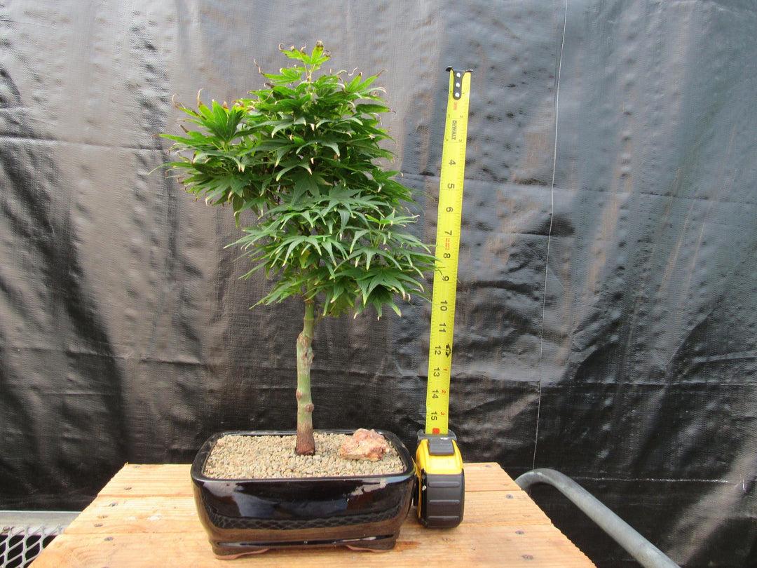 Shishigashira Japanese Maple Bonsai Tree Height
