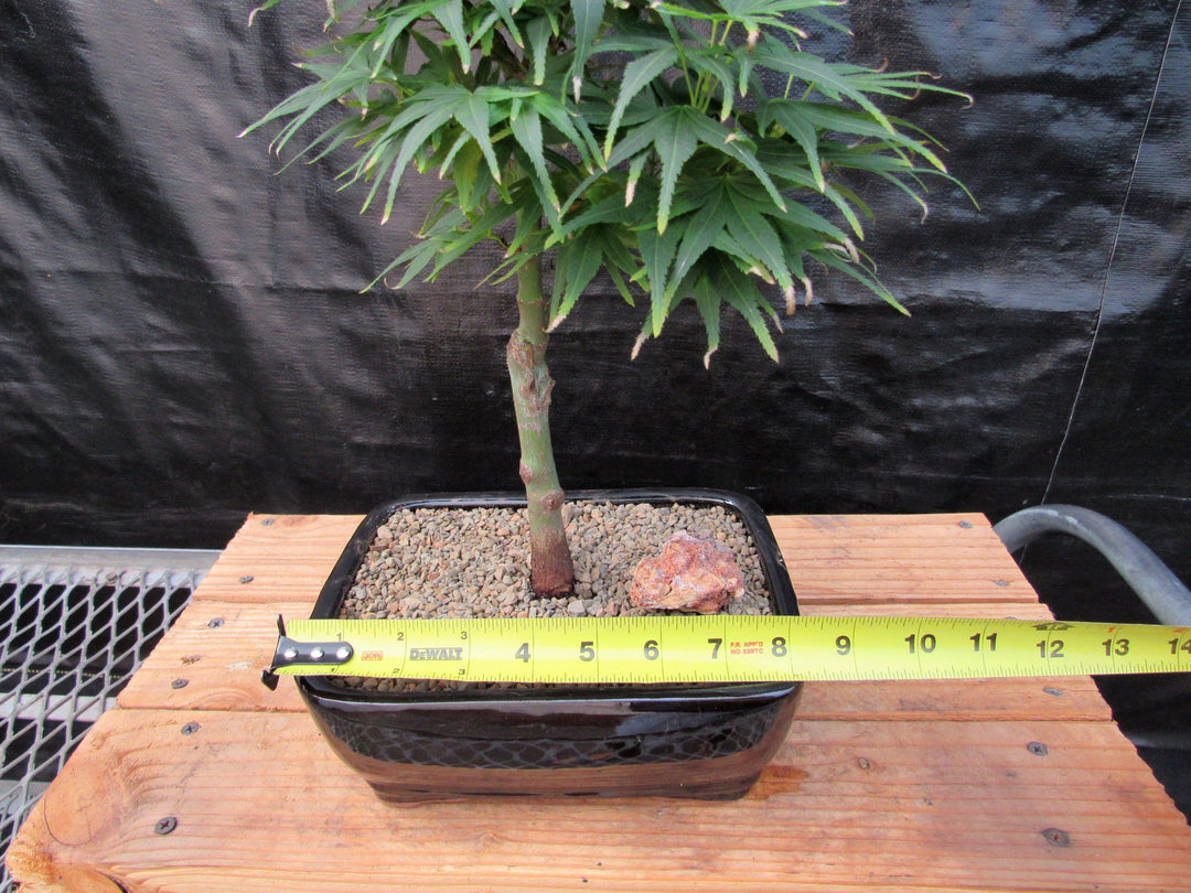 Shishigashira Japanese Maple Bonsai Tree Size