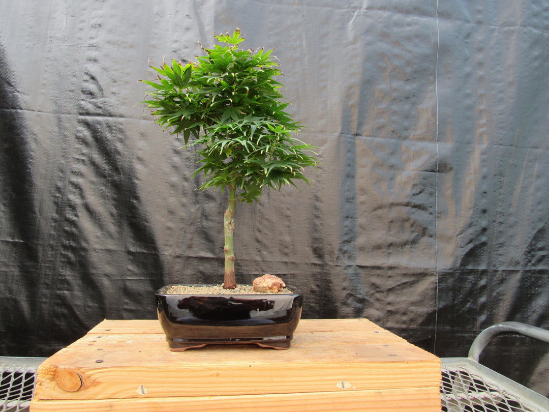 Shishigashira Japanese Maple Bonsai Tree Profile