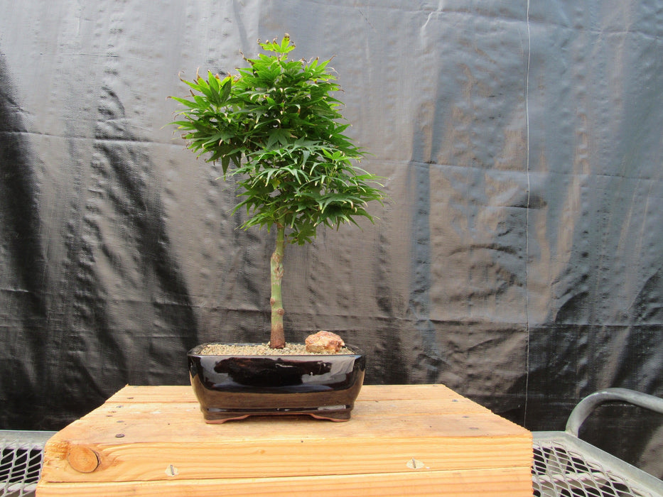 Shishigashira Japanese Maple Bonsai Tree Profile
