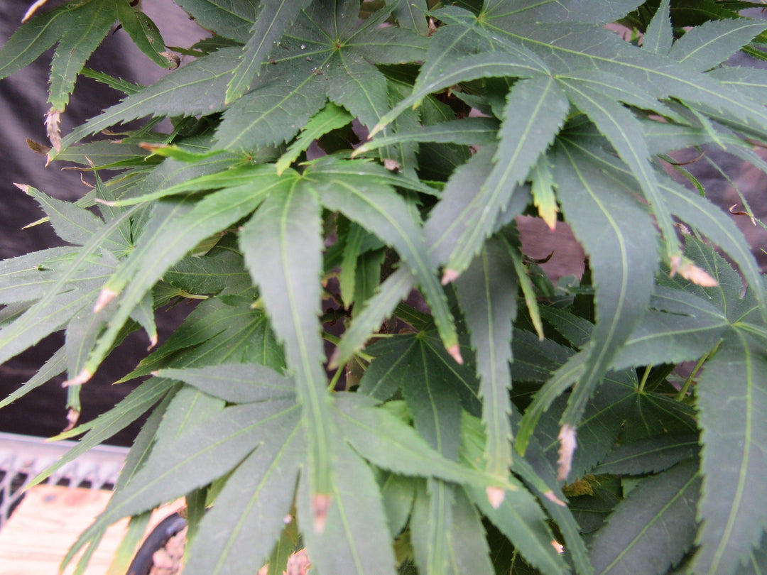 Shishigashira Japanese Maple Bonsai Tree Leaves