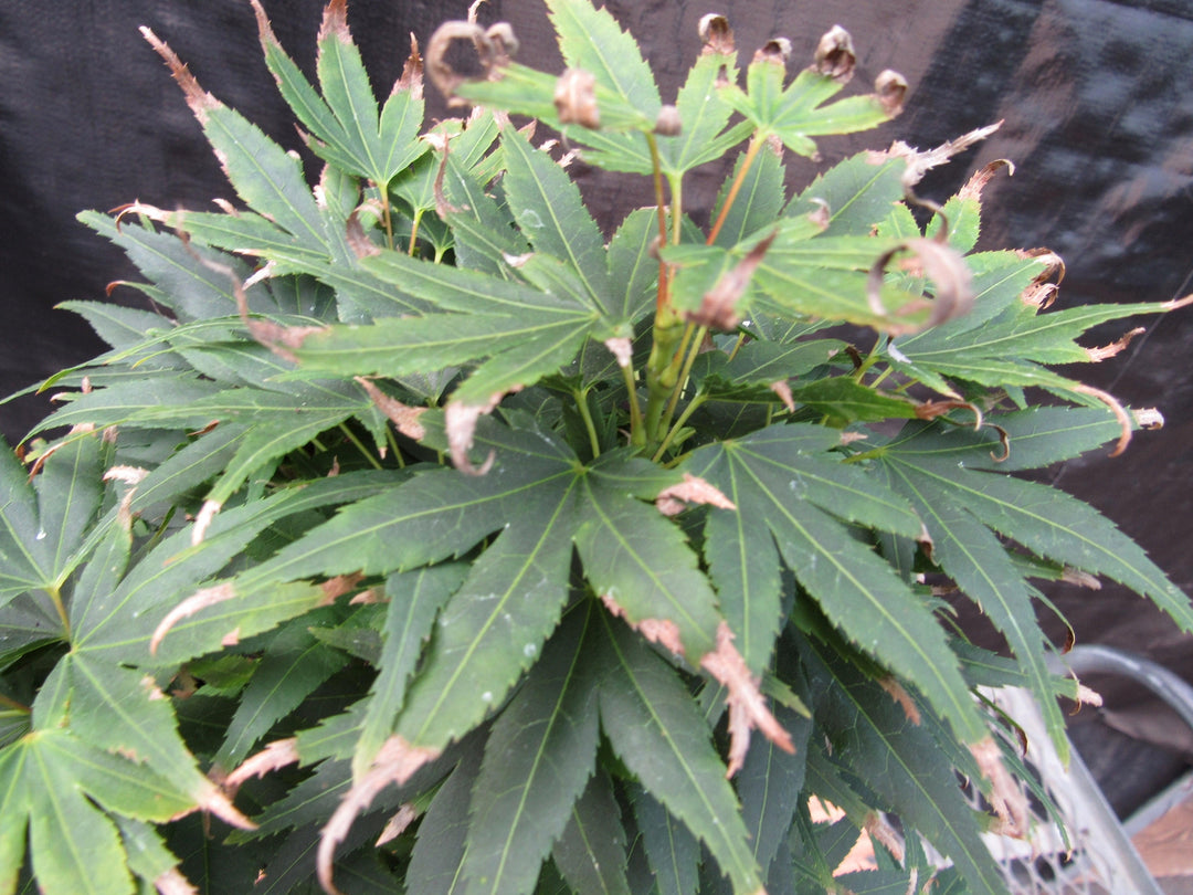 Shishigashira Japanese Maple Bonsai Tree Canopy