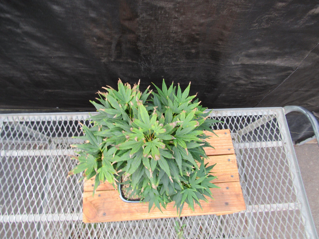 Shishigashira Japanese Maple Bonsai Tree Birds Eye