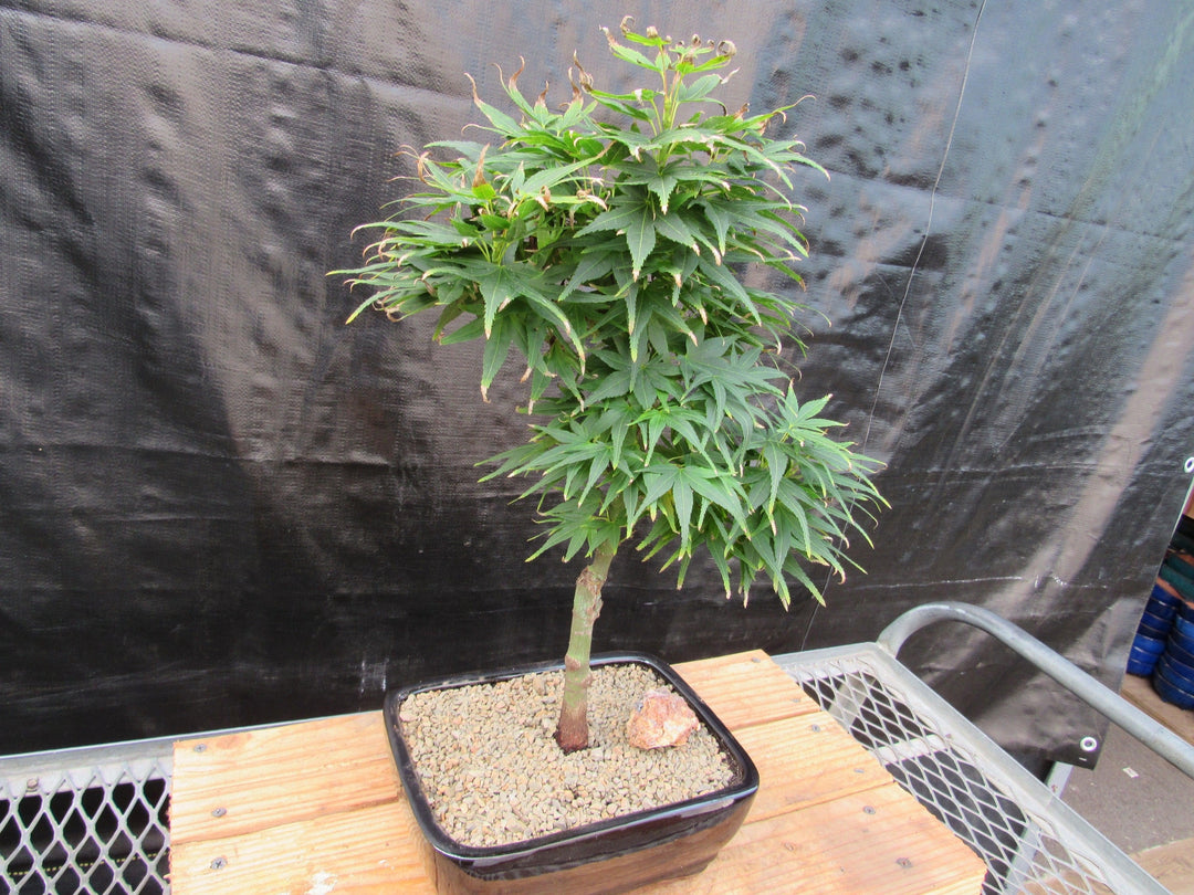 Shishigashira Japanese Maple Bonsai Tree Side