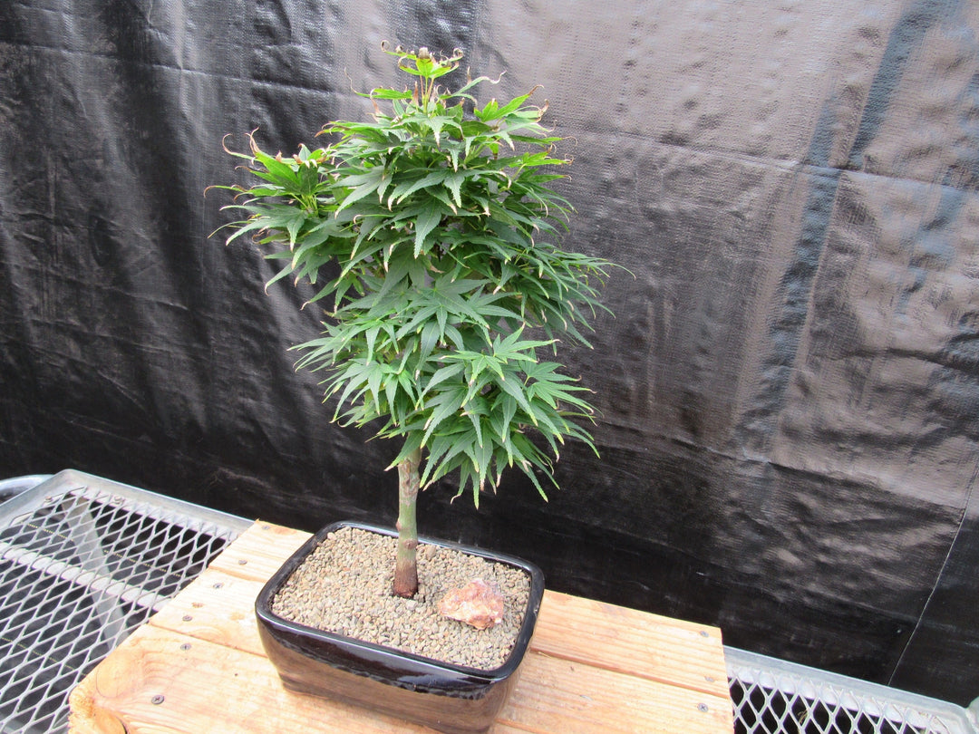 Shishigashira Japanese Maple Bonsai Tree Strong Side