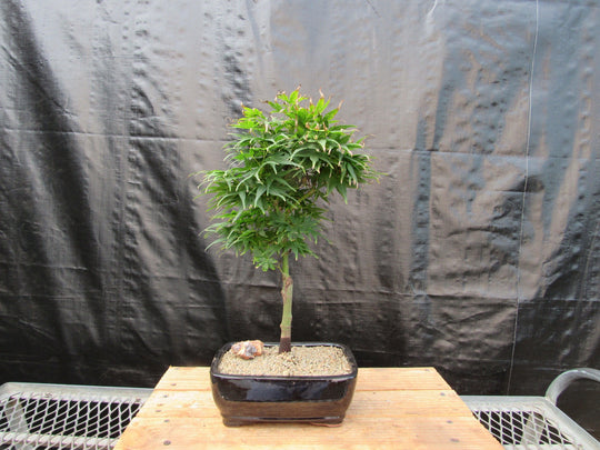 japanese maple bonsai tree indoor Shishigashira Japanese Maple Bonsai Tree