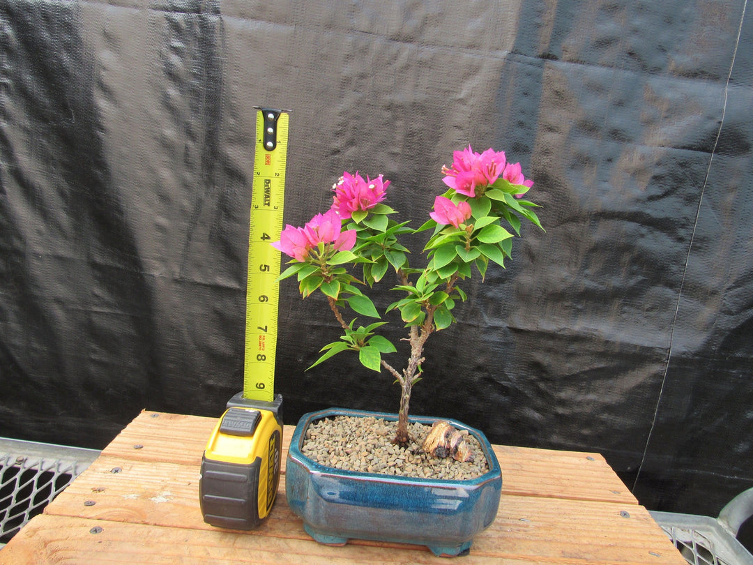 Small Bougainvillea Bonsai Tree Height