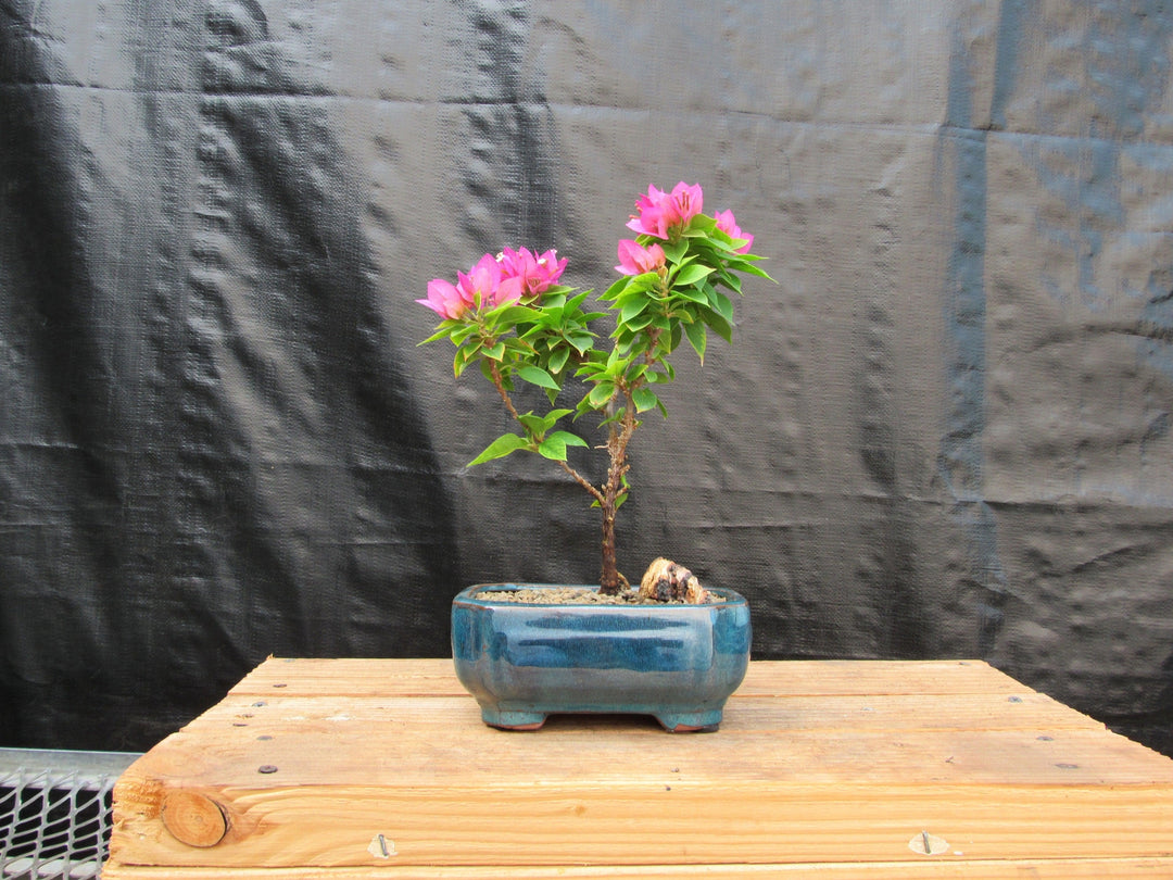Small Bougainvillea Bonsai Tree Profile