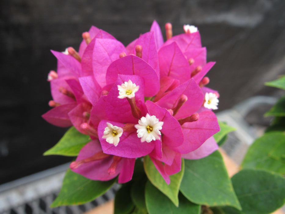 Small Bougainvillea Bonsai Tree Small Bougainvillea Bonsai Tree Flower