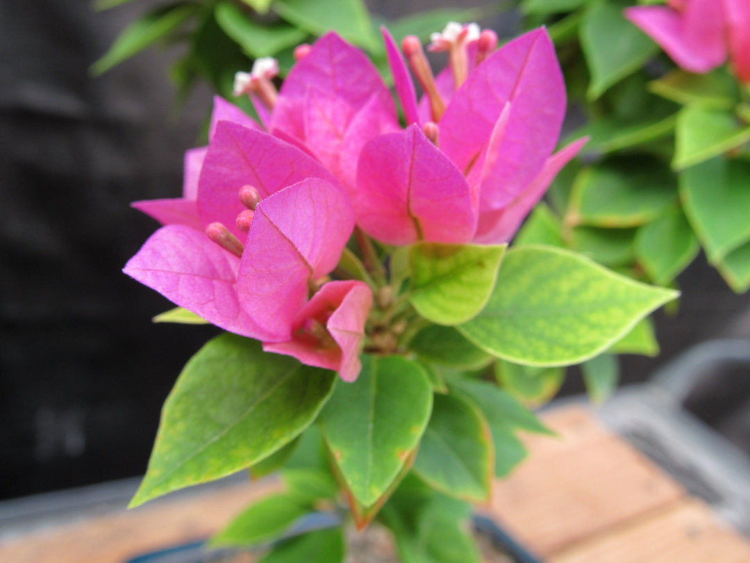 Small Bougainvillea Bonsai Tree Buds
