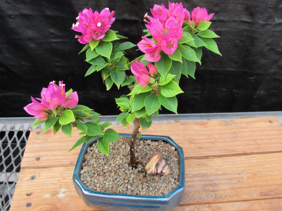 Small Bougainvillea Bonsai Tree Top