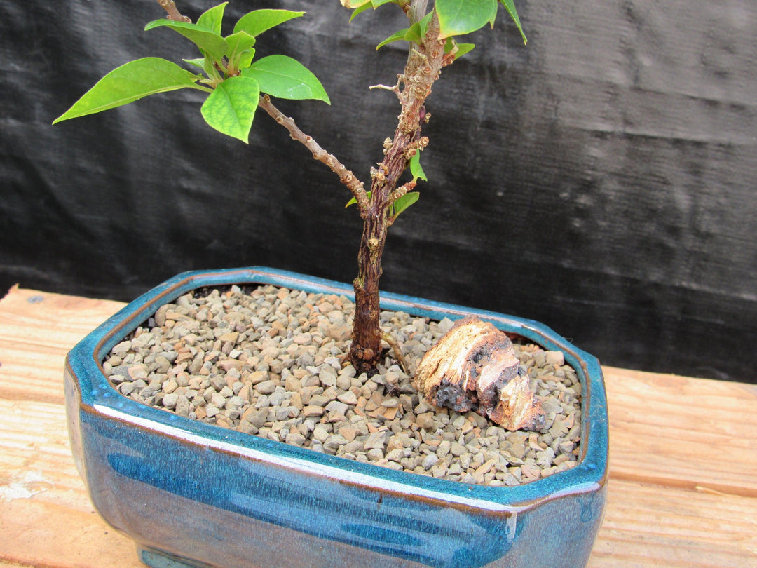 Small Bougainvillea Bonsai Tree Trunk