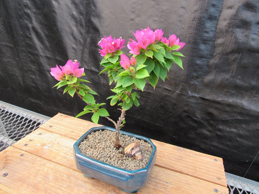 Small Bougainvillea Bonsai Tree Side