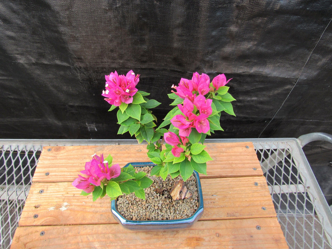 Small Bougainvillea Bonsai Tree Canopy