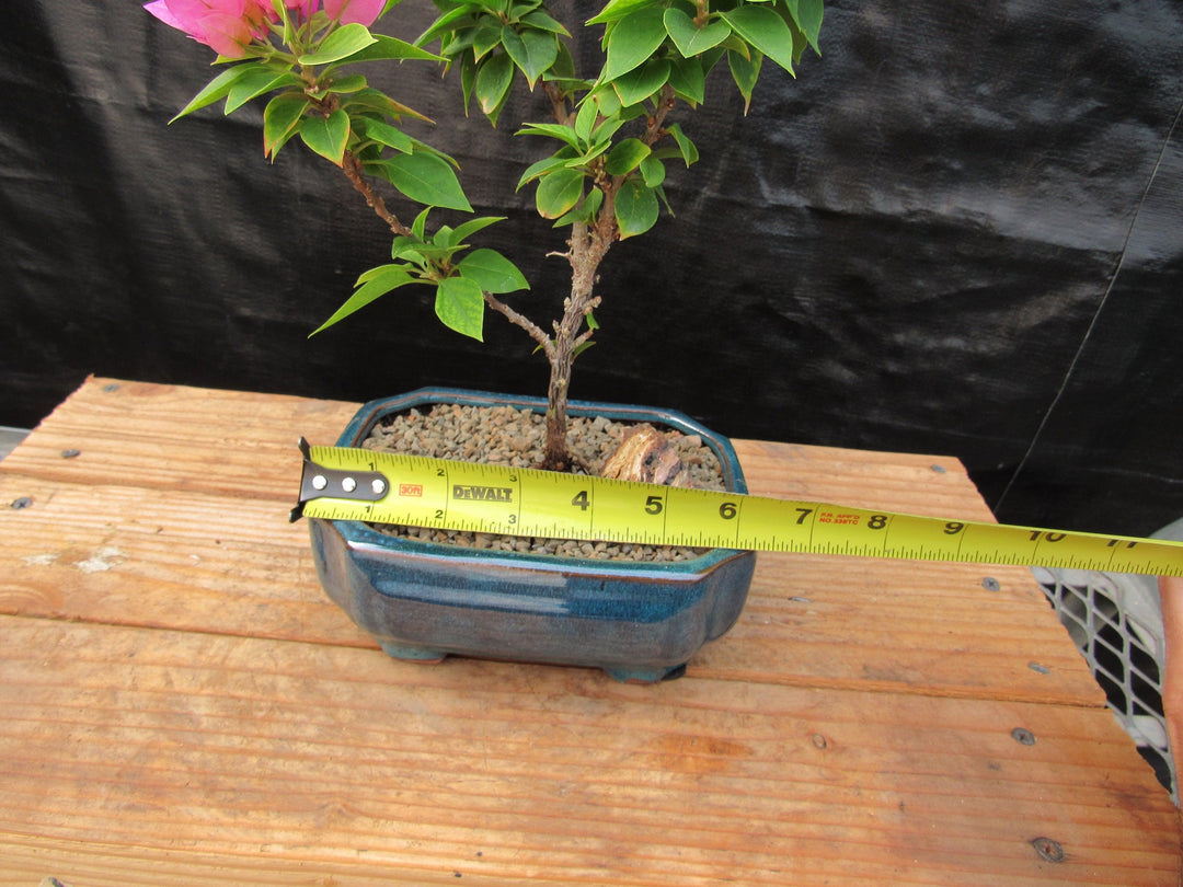 Small Bougainvillea Bonsai Tree Size