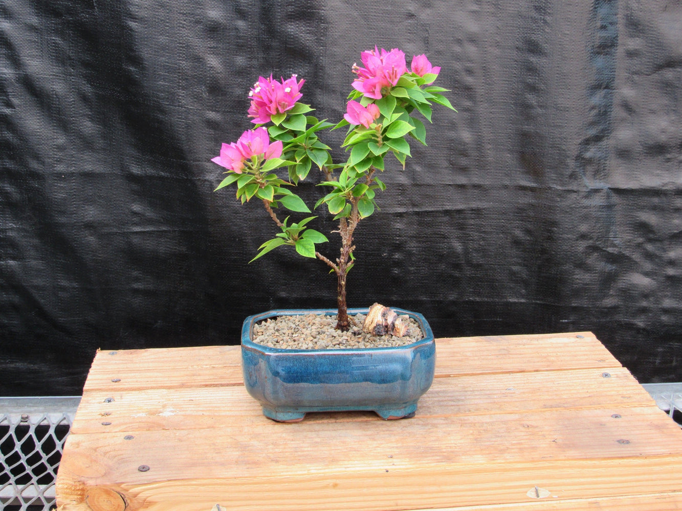 bougainvillea bonsai tree for sale Small Bougainvillea Bonsai Tree