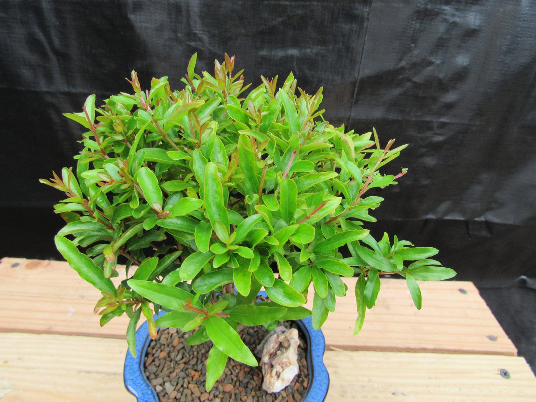 Small Dwarf Pomegranate Bonsai Tree Canopy