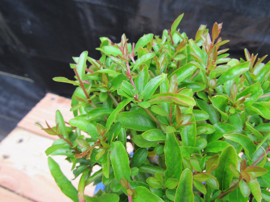 Small Dwarf Pomegranate Bonsai Tree Foliage