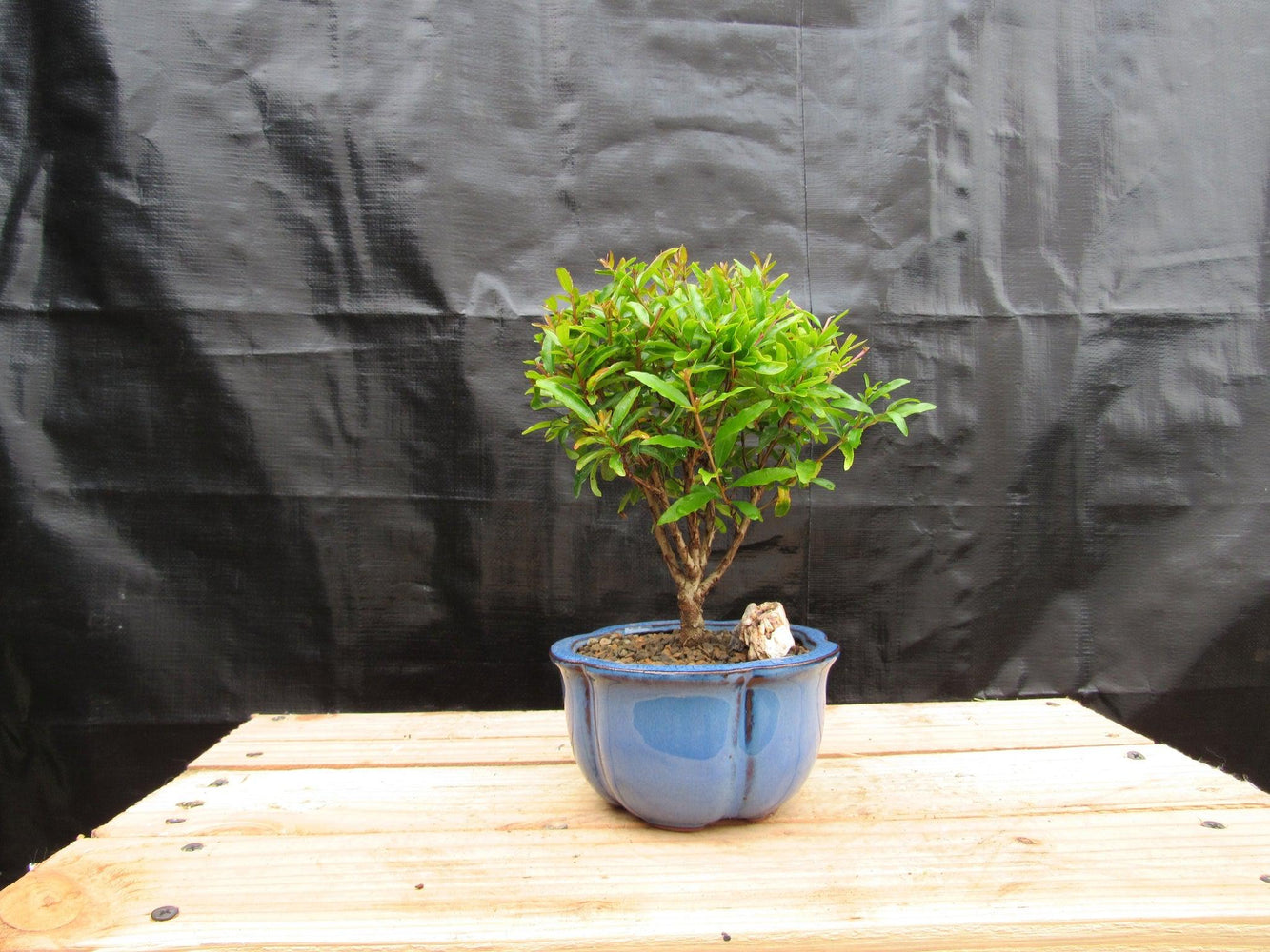 Small Dwarf Pomegranate Bonsai Tree