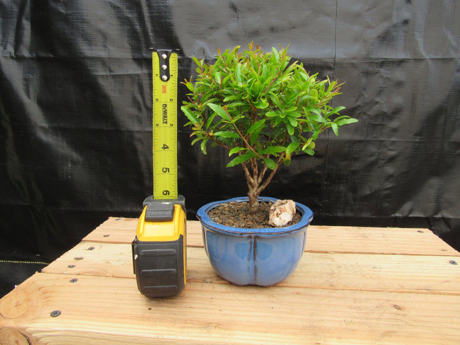 Small Dwarf Pomegranate Bonsai Tree Height