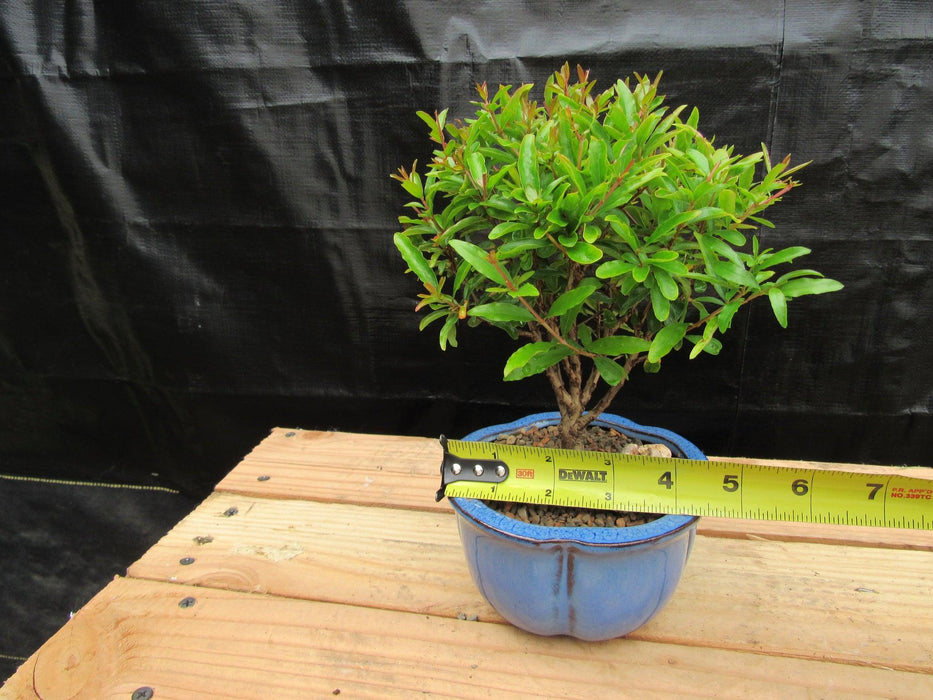 Small Dwarf Pomegranate Bonsai Tree Size